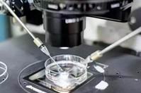 试管婴儿畸形的概率高吗？试管婴儿对女性有什么影响？